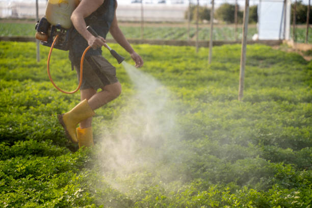 Best Pest Removal Services  in Cupertino, CA