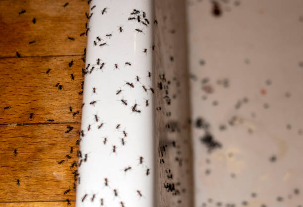 Best Wasp Removal Services  in Cupertino, CA